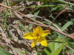 Tricoryne
