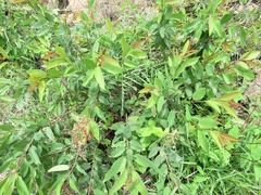 Karwinskia humboldtiana