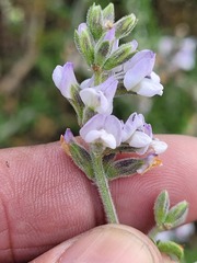 Psoralea hirta
