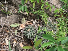 Mammillaria magnimamma
