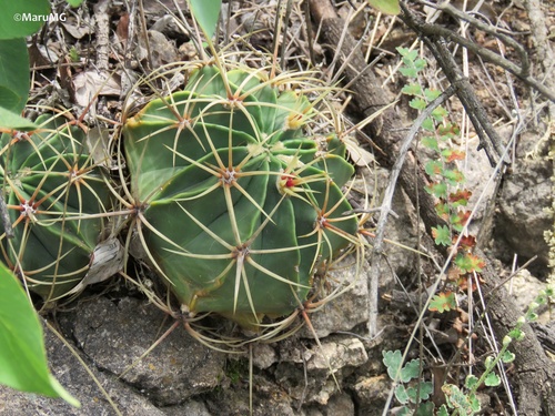 Ferocactus histrix