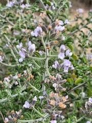 Psoralea hirta