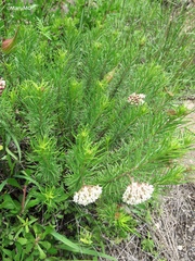 Asclepias linaria