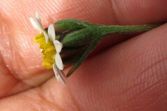 Tridax coronopifolia
