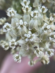 Asclepias fascicularis