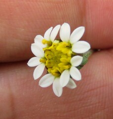 Tridax coronopifolia
