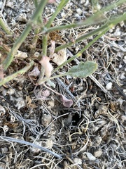 Asclepias fascicularis