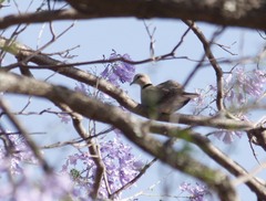 Streptopelia capicola