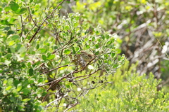 Prinia maculosa maculosa