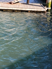 Eudyptula minor minor