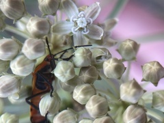 Asclepias fascicularis
