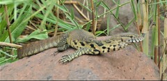 Varanus niloticus