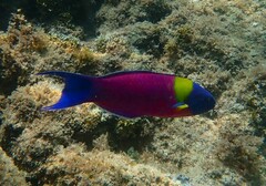 Thalassoma lucasanum