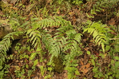 Asplenium gemmiferum
