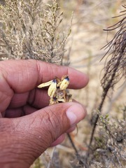 Ixia abbreviata abbreviata
