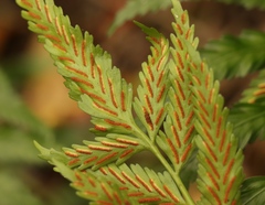 Asplenium gemmiferum