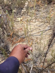 Ixia abbreviata abbreviata