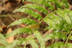 Asplenium gemmiferum