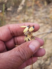 Ixia abbreviata abbreviata