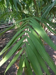 Arecaceae
