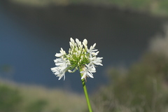 Agapanthus