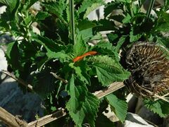 Leonotis nepetifolia