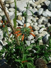 Leonotis nepetifolia