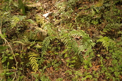 Asplenium gemmiferum