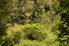 Sparrmannia africana