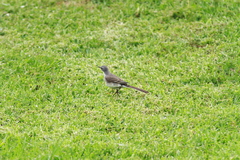 Motacilla capensis capensis
