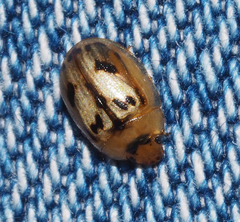 Peltoschema hamadryas