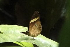 Xanthotaenia busiris