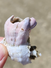 Notomegabalanus decorus