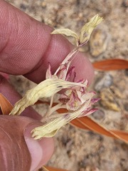 Codonorhiza fastigiata