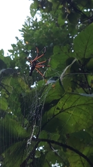 Nephila kuhli