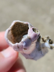 Notomegabalanus decorus