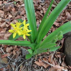 Hypoxis hemerocallidea
