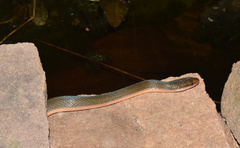 Lycodonomorphus rufulus