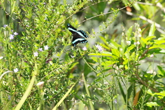 Papilio nireus lyaeus