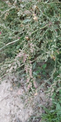 Atriplex halimus