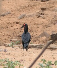 Bucorvus leadbeateri