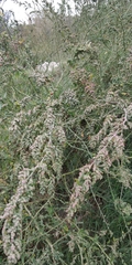Atriplex halimus