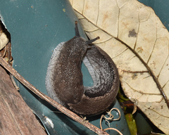 Urocyclus kirkii