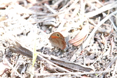 Cassionympha cassius