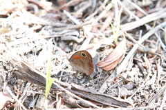 Cassionympha cassius