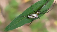 Leucauge blanda