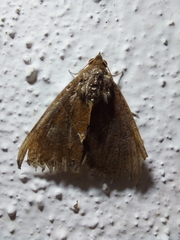 Condica illecta
