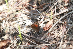 Cassionympha cassius