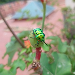 Chrysocoris purpureus