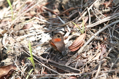 Cassionympha cassius